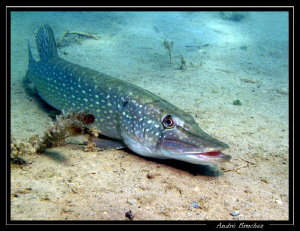 brochet dans nos étangs by André Bruchez 